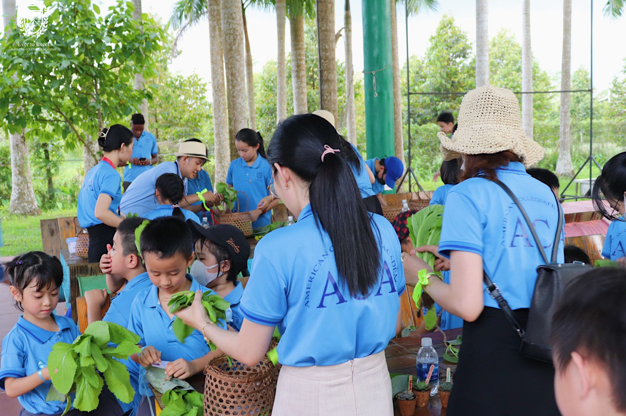 cac em thu hoach rau mang ve